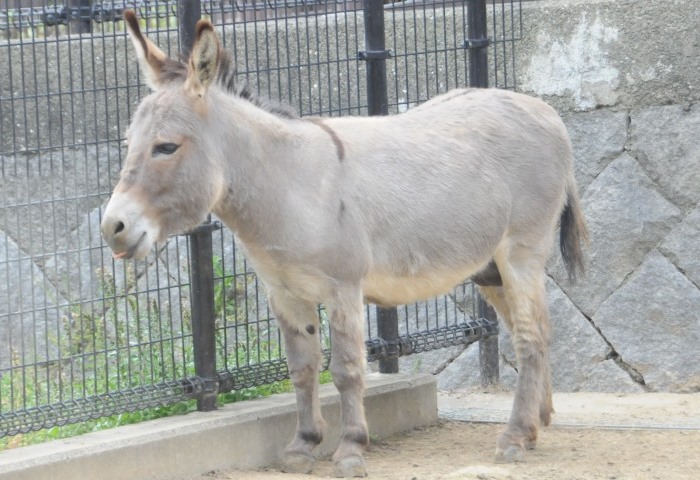 ロバ 動物図鑑 神戸市立王子動物園