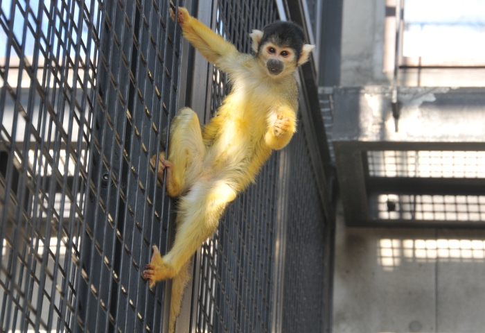 動物図鑑 神戸市立王子動物園 公式