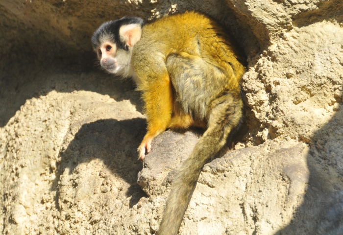 動物図鑑 神戸市立王子動物園 公式