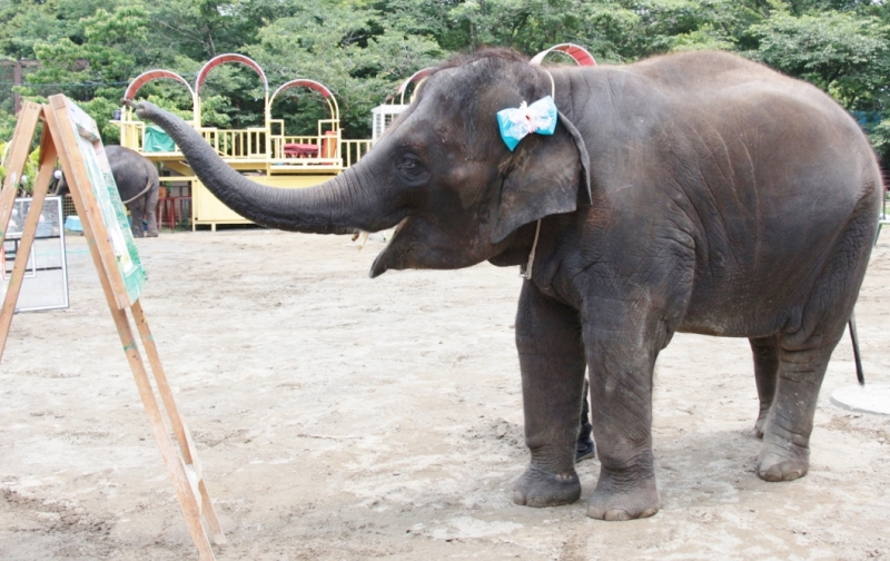 子ゾウ2頭によるわくわくイベント 神戸市立王子動物園 公式