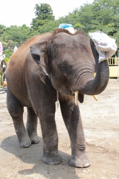 子ゾウ2頭によるわくわくイベント 神戸市立王子動物園 公式