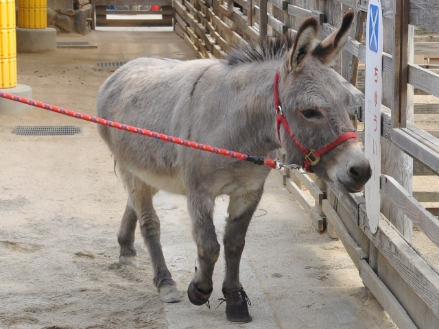 ロバの日イベント 神戸市立王子動物園 公式