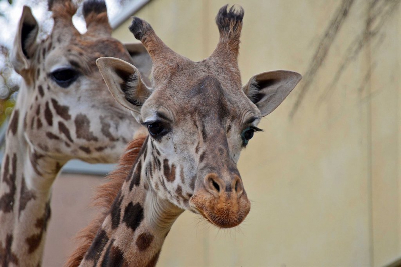 マサイキリン シゲジロウ 死亡 神戸市立王子動物園 公式