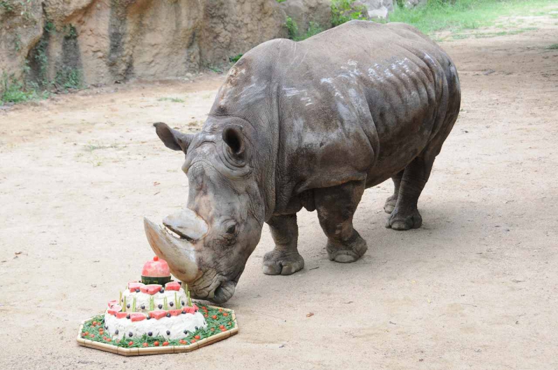 ミナミシロサイ ナナコ 死亡 神戸市立王子動物園 公式