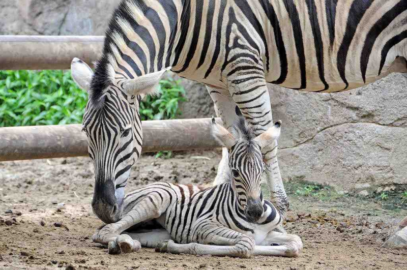シマウマの赤ちゃん誕生 神戸市立王子動物園 公式