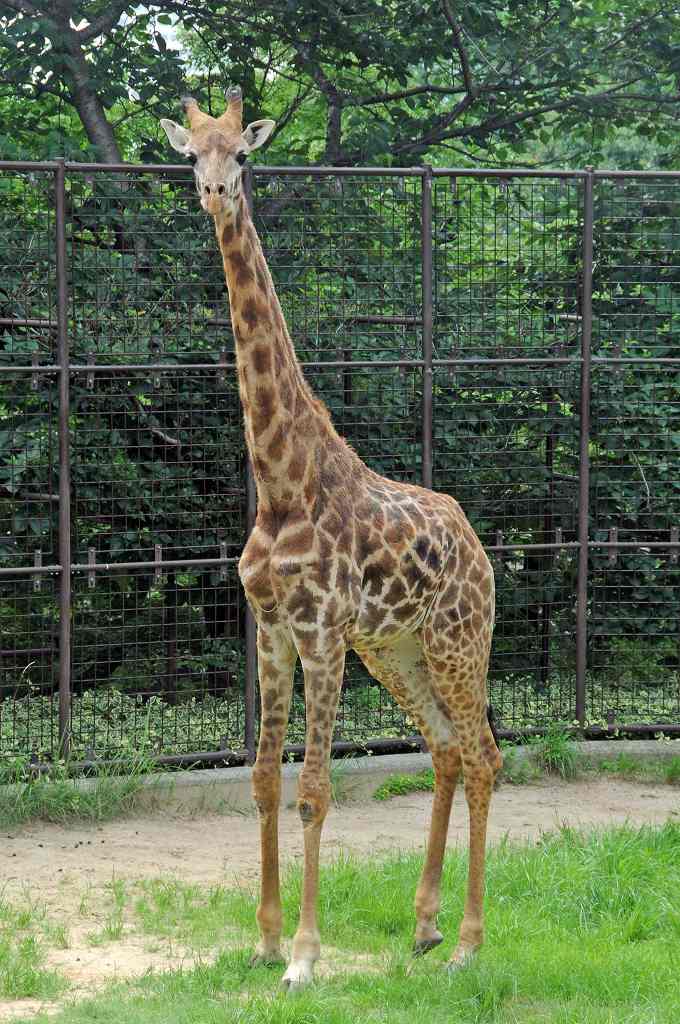 新しいマサイキリンの公開 神戸市立王子動物園 公式