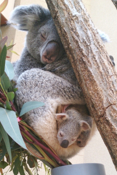 最新ニュース 神戸市立王子動物園