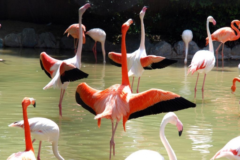 バレンタインデー前にフラミンゴも恋の季節 神戸市立王子動物園 公式