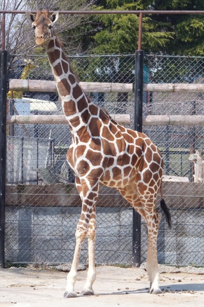 アミメキリン来園 神戸市立王子動物園 公式