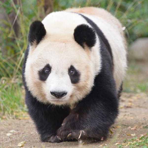 王子 動物園 パンダ