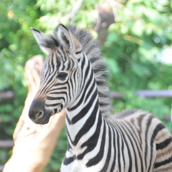 シマウマの赤ちゃん誕生 神戸市立王子動物園 公式