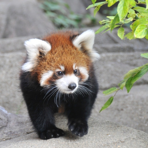 レッサーパンダの赤ちゃん公開と名前決定 神戸市立王子動物園 公式