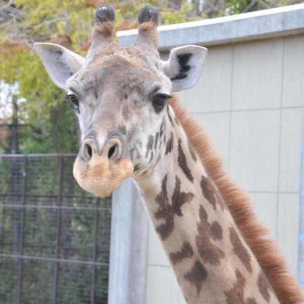 マサイキリン ミライ 死亡 神戸市立王子動物園 公式