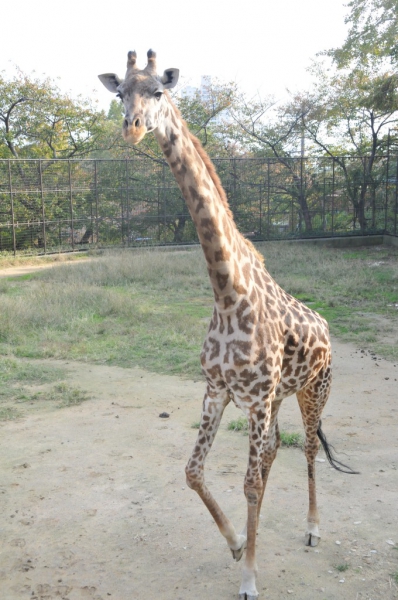 マサイキリン ミライ 死亡 神戸市立王子動物園 公式