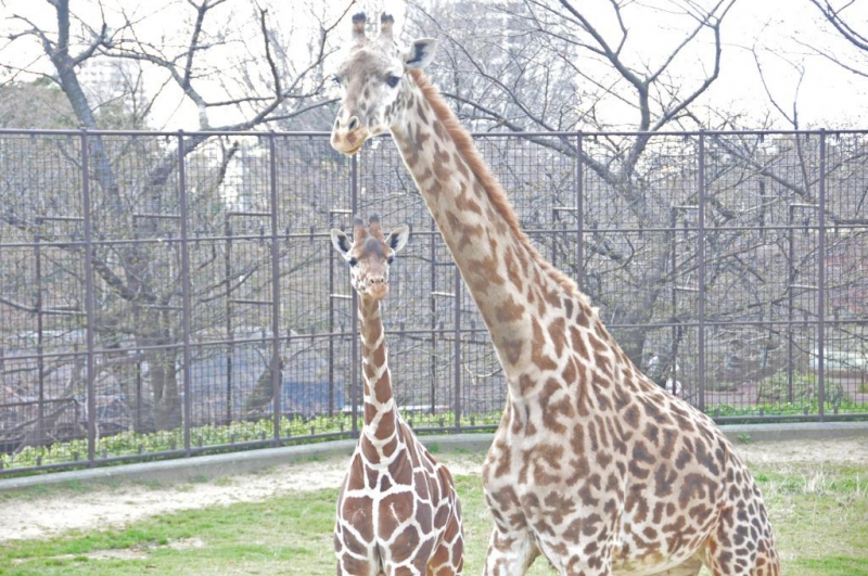 マサイキリン ミライ 死亡 神戸市立王子動物園 公式