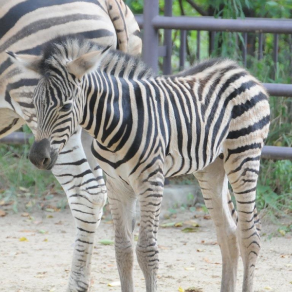 シマウマの赤ちゃん誕生 神戸市立王子動物園 公式