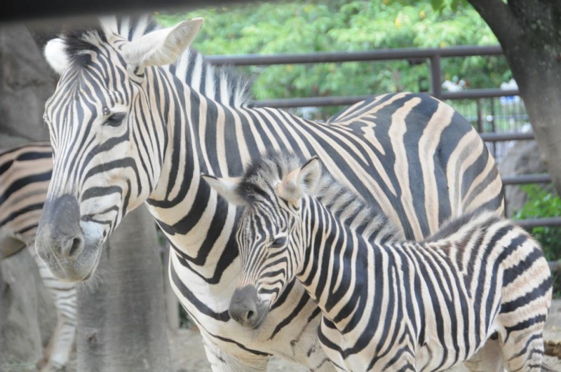 シマウマの赤ちゃん誕生 神戸市立王子動物園 公式