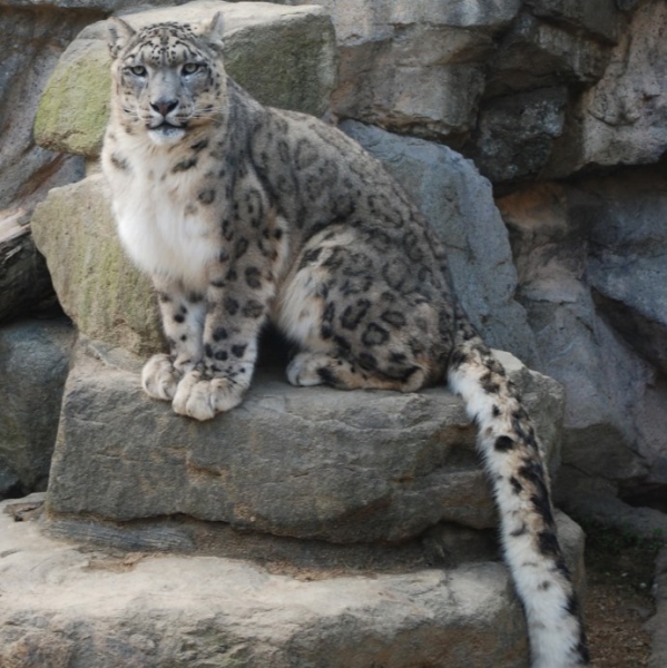 ユキヒョウ ティアン 死亡 神戸市立王子動物園 公式