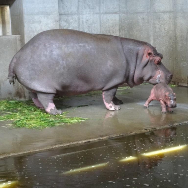 カバの赤ちゃん誕生 神戸市立王子動物園 公式