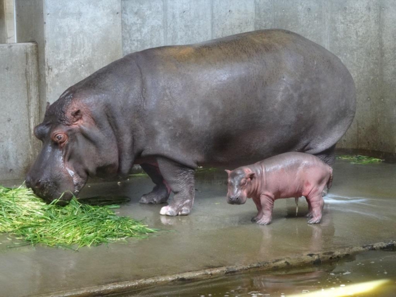 カバの赤ちゃん誕生 神戸市立王子動物園 公式