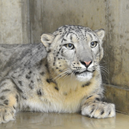 オスのユキヒョウが来園しました 神戸市立王子動物園 公式