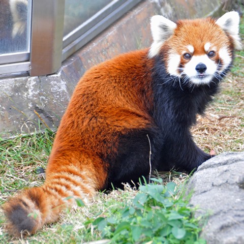 レッサーパンダ ミンファ が鯖江市西山動物園に帰ります 神戸市立王子動物園 公式