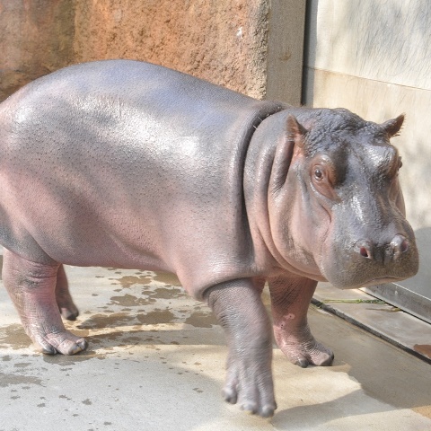 カバ 出目丸 が転出します 神戸市立王子動物園 公式