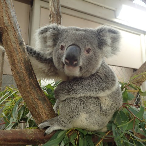 公開開始 コアラ シャイン がやってきます 神戸市立王子動物園 公式