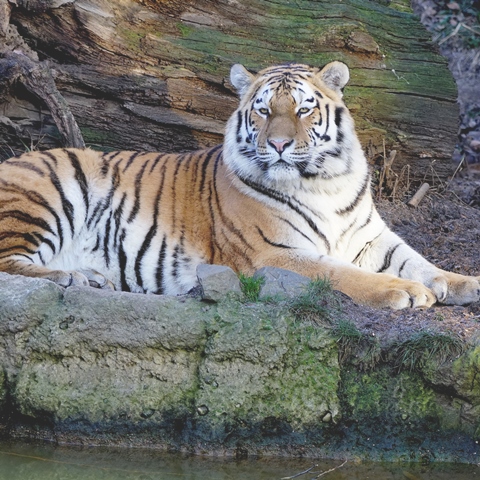 アムールトラ レーニャ がやってきました 神戸市立王子動物園 公式