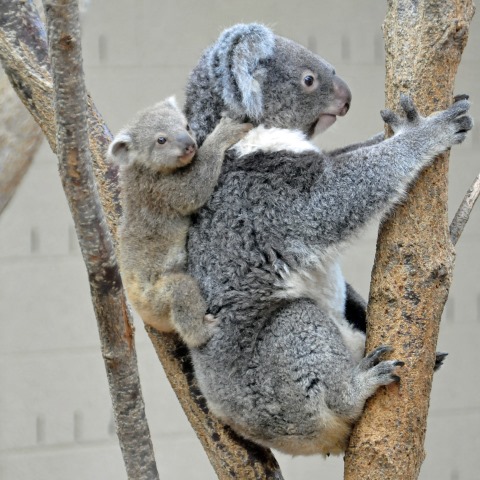 コアラの赤ちゃん誕生 神戸市立王子動物園 公式