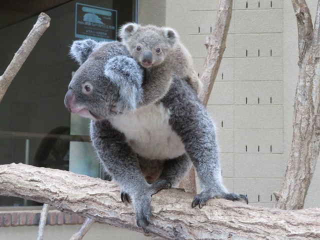 名前決定 コアラの赤ちゃん名前募集 神戸市立王子動物園 公式