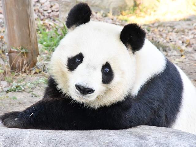 ジャイアントパンダ タンタン が中国に帰ります 神戸市立王子動物園 公式