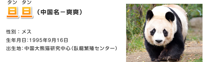 旦旦 タンタン（中国名－爽爽）
性別：メス
生年月日：1995年9月16日
出生地：中国大熊猫研究中心（臥龍繁殖センター）