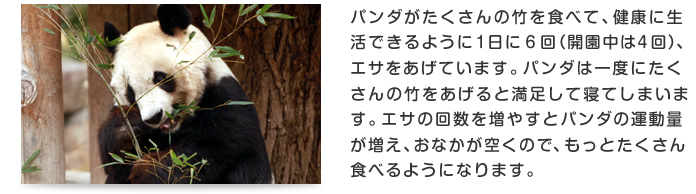 パンダがたくさんの竹を食べて、健康に生活できるように１日に６回（開園中は４回）、エサをあげています。パンダは一度にたくさんの竹をあげると満足して寝てしまいます。エサの回数を増やすとパンダの運動量が増え、おなかが空くので、もっとたくさん食べるようになります。