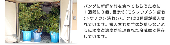 パンダに新鮮な竹を食べてもらうために１週間に３回、孟宗竹(モウソウチク)・唐竹(トウチク)・淡竹(ハチク)の3種類が搬入されています。搬入された竹は乾燥しないように湿度と温度が管理された冷蔵庫で保存しています。