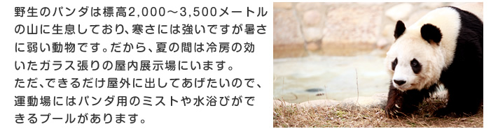 野生のパンダは標高2,000～3,500メートルの山に生息しており、寒さには強いですが暑さに弱い動物です。だから、夏の間は冷房の効いたガラス張りの屋内展示場にいます。ただ、できるだけ屋外に出してあげたいので、運動場にはパンダ用のミストや水浴びができるプールがあります。