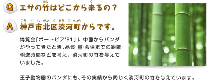 Q.エサの竹はどこから来るの？
A.神戸市北区淡河町からです。
博覧会「ポートピア’81」に中国からパンダがやってきたとき、品質・量・会場までの距離・輸送時間などを考え、淡河町の竹を与えていました。
王子動物園のパンダにも、その実績から同じく淡河町の竹を与えています。