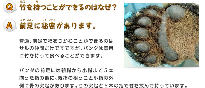 Q.竹を持つことができるのはなぜ？
A.前足に秘密があります。
普通、前足で物をつかむことができるのはサルの仲間だけですですが、パンダは器用に竹を持って食べることができます。
パンダの前足には親指から小指まで５本揃った指の他に、親指の根っこと小指の外側に骨の突起があります。この突起と５本の指で竹を挟んで持っています。