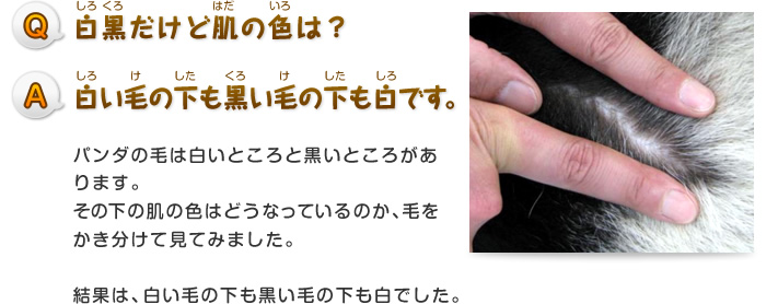 Q.白黒だけど肌の色は？
A.白い毛の下も黒い毛の下も白です。
パンダの毛は白いところと黒いところがあります。
その下の肌の色はどうなっているのか、毛をかき分けて見てみました。
結果は、白い毛の下も黒い毛の下も白でした。