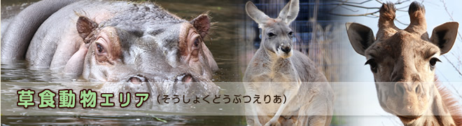 草食動物エリア