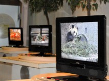 動物たちの食事風景