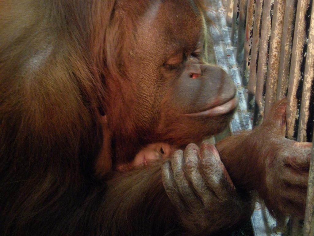 動物園は心の学校 オリの中からのメッセージ