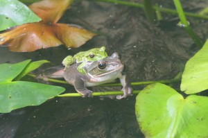 モリアオガエル抱接