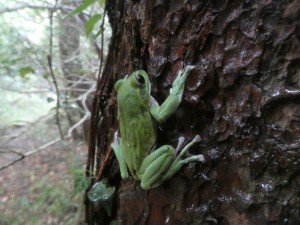 雨の日のモリアオ