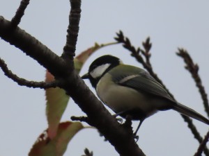 IMG_0446