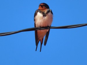 IMG_1840