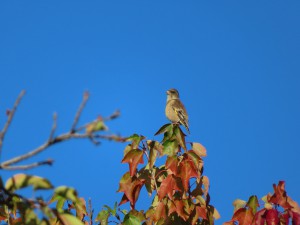 IMG_1997