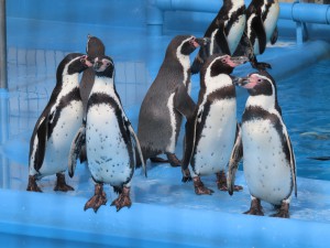 ペンギン3