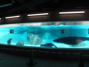IMG_2432