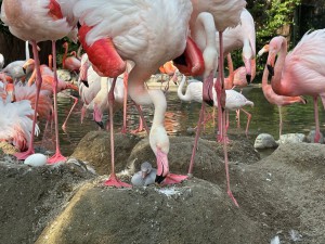 (写真１)里親